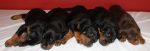 Puppies 010