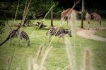 Australia Zoo 2013 19