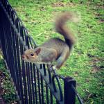 squirrel_n