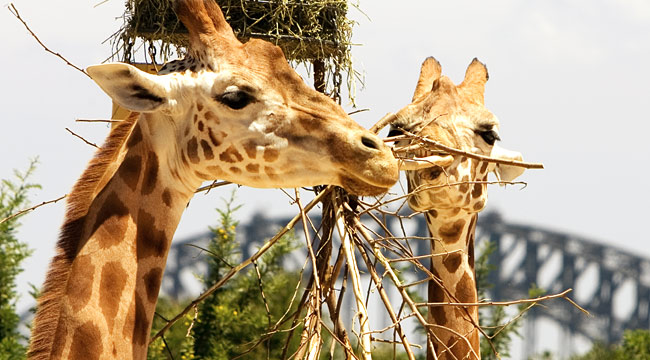 552469-roar-and-snore