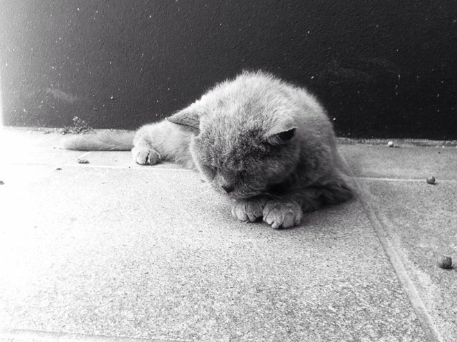 Theodore Falvey. 1998 - 2015. 