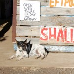 Regional Flavours Weekend dog