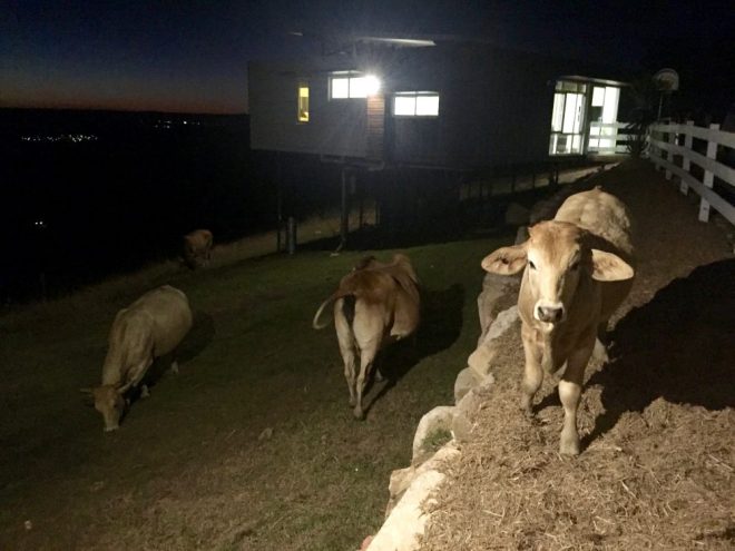 This fella was standing about one metre from the bedroom window! 