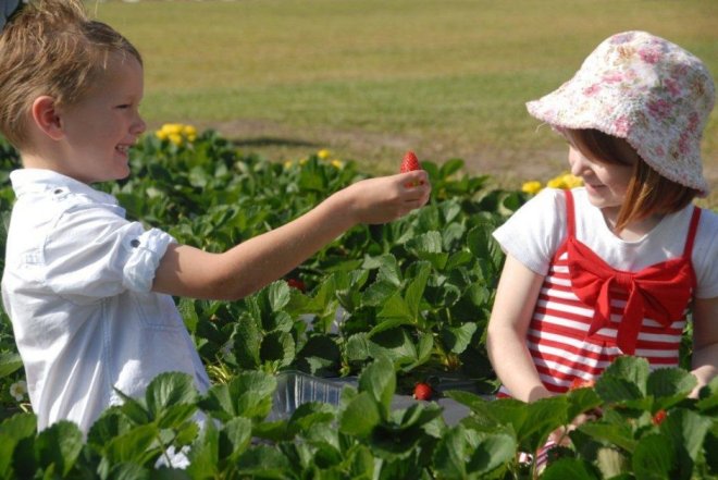 Credit: Strawberry Fields