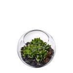 Interflora terrarium